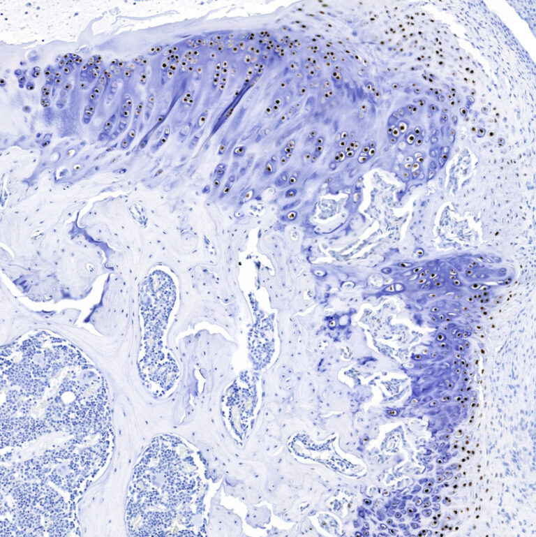 osteoarthritis animal models, histology